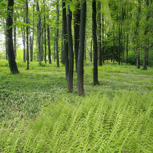 Ravine