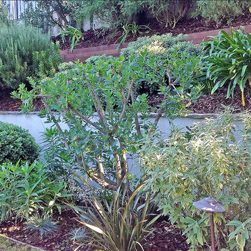 Hillside Landscaping Ideas--Terraced Garden Walls