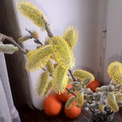 Елена Зеленская's photo