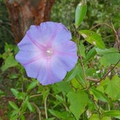 Candace Friedmanns foto
