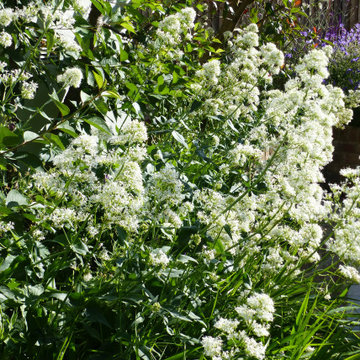 Mountain Ash