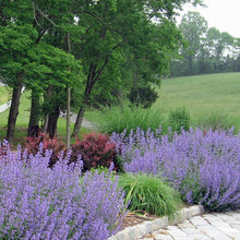 Landscape Ideas