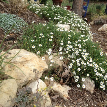 Various Xeriscapes by Ten Rhinamic