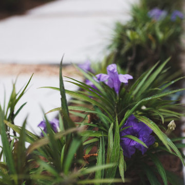 Lower State Street | Purple Flowers Along the Garden Path