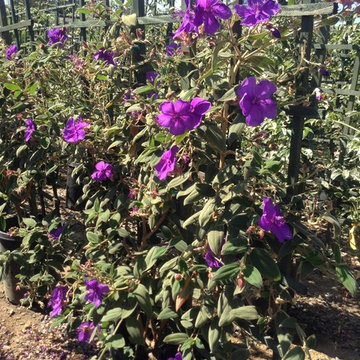 Plants