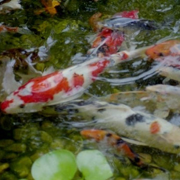 Ponds and Streams