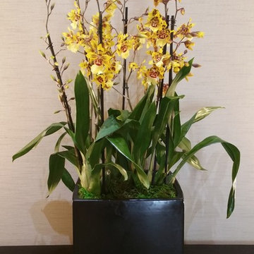 Orchids