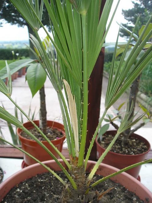 chamaerops humilis