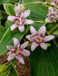 money tree plant food Money Tree Plant Food 8oz