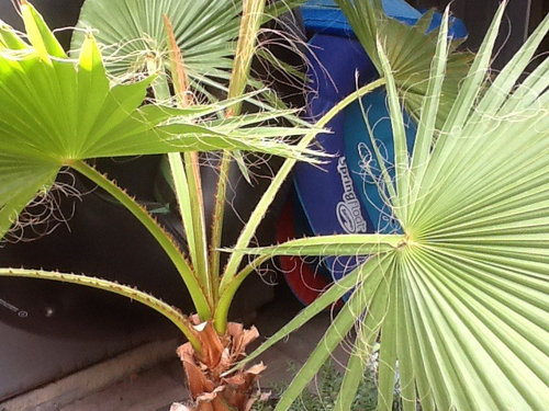 Potted Palm Fronds Not Opening