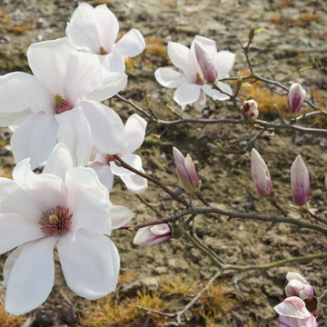 Ziersträucher