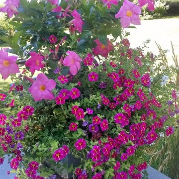 Seasonal flower containers and pots