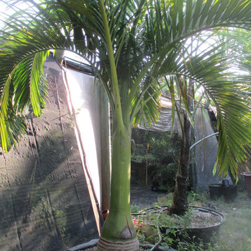 Palm Tree Catalog (will have hundreds to view - work in progress)