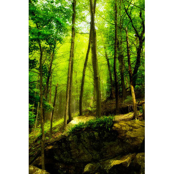 Fine Art Photograph, Deep Woods I, Fine Art Paper Giclee