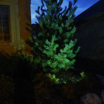 Colored Filter on Pine