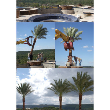 Medjool Palms