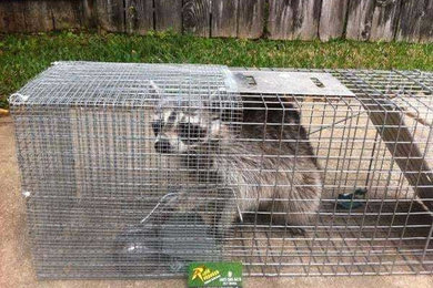 Wildlife Trapping in Needville, TX