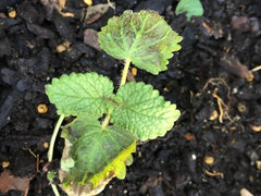 White spots on herbs (thyme, mint, lemon balm, oregano)