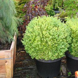 Frost Nursery 141.JPG - Plants