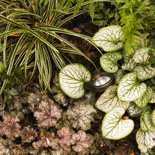 Jill's Garden