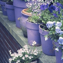 GARDEN PLAN 2019