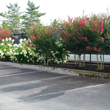 Crape Myrtle and Limelight Hydrangea Planting Bed