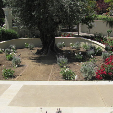 Elfrink Residence, Introducing Ancient Olive Trees