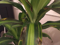 Dracaena Plant- Entire leaves turning brown and yellow | Houzz Forum