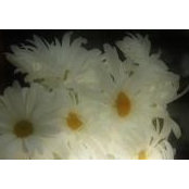 Carroll Schmidt's photo