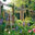Up the Garden Path