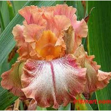 KCIS 2019 Iris Sale