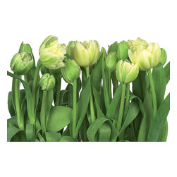 American Wallpaper & Design - Tulips Mural Wallpaper - Wall Decals