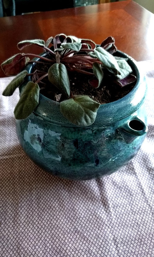 African Violet wilting