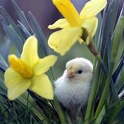 Foto von Sue Beutler