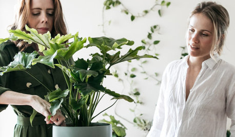 3 Hottest Indoor Plants for 2021... And How to Make Them Thrive