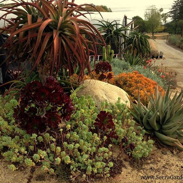 Colorful Succulent Garden