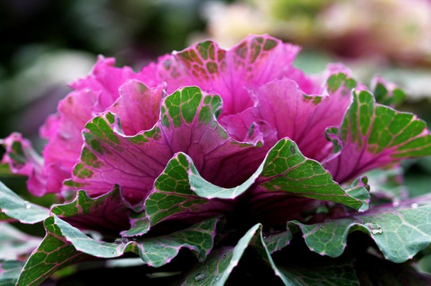 Сад by Laara Copley-Smith Garden & Landscape Design