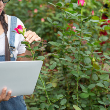 Make Your Garden Data Work: How a “graph maker” Can Transform Your GardenWeb Exp