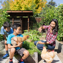 Backyard farm w/ Chkns