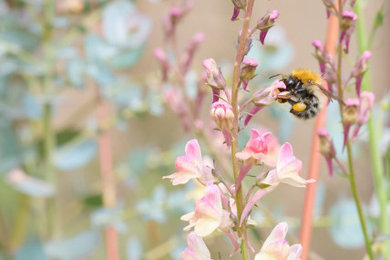 NOURISH - show garden Bord Bia 2025