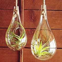 Recycled Glass Hanging Terrarium - Terrariums