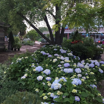 Endless Summer Hydrangeas