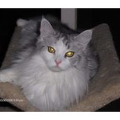 Judith Rosenberg's photo