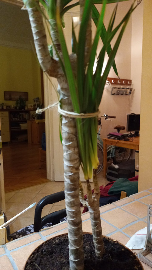 staggered dragon tree leaves falling off only the short one