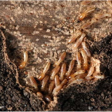 Termite Protection