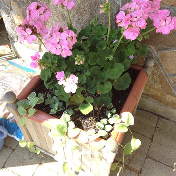 Seasonal Container Plantings & Changeovers