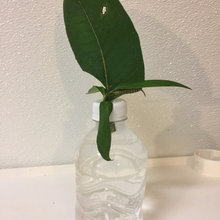 Monarch Butterfly Rescue