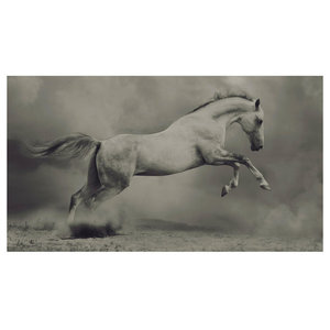 Lisa Dearing Running Free Horses B&W Photograph Animal Print Poster 26x18 