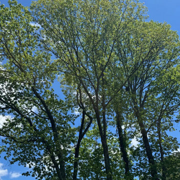 Tree & Landscaping services
