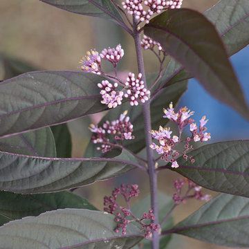 Purple Pearls™ Beautyberry (Callicarpa)